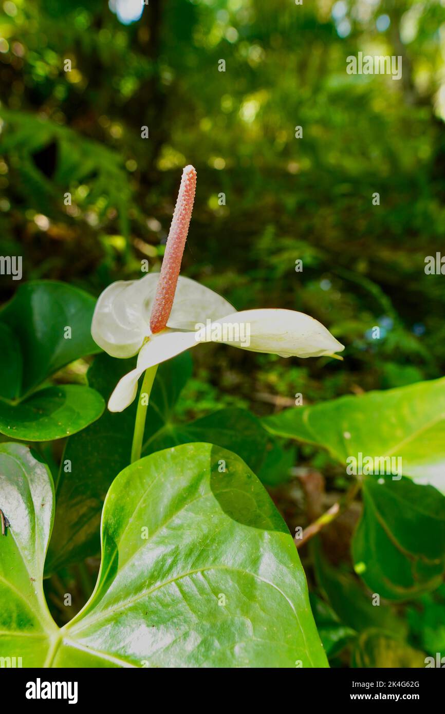Peace in jungle hi-res stock photography and images - Alamy