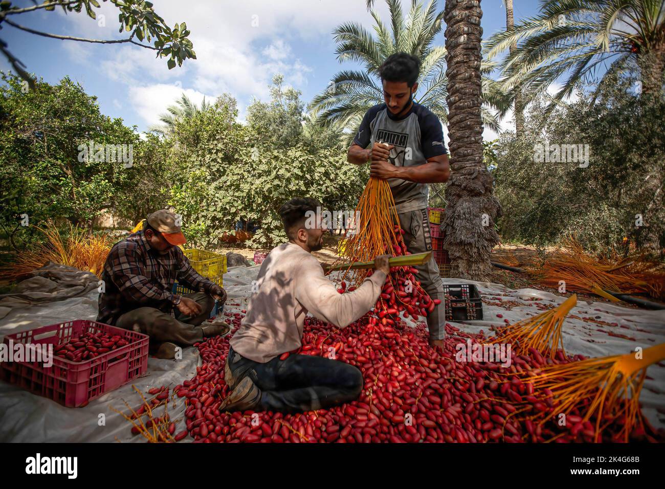 Palestinian Farming Palestinian farmers sort dates on a farm during the harvesting season ...