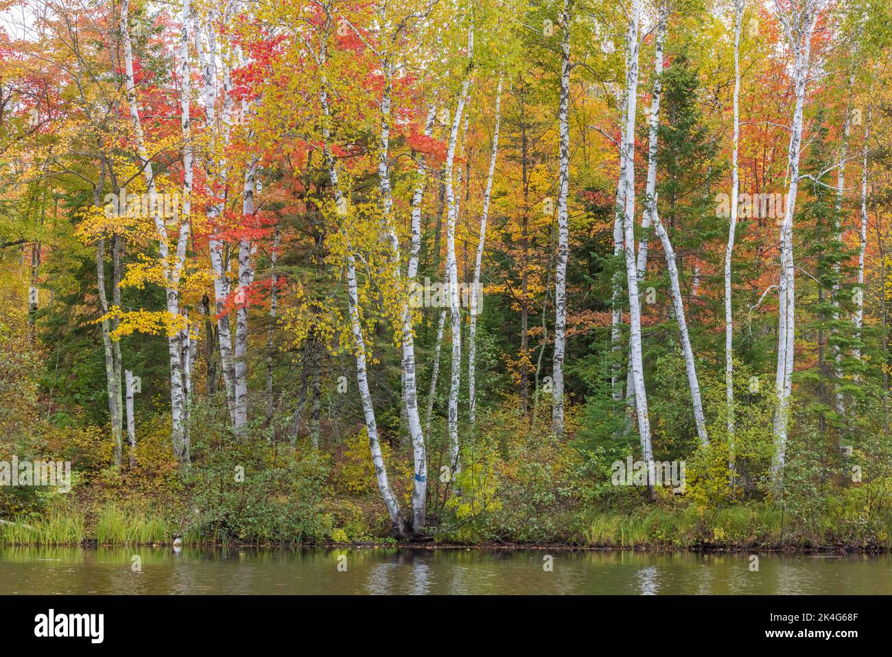 A beautiful autumn scene on the east fork of the Chippewa River in northern Wisconsin. Stock Photo