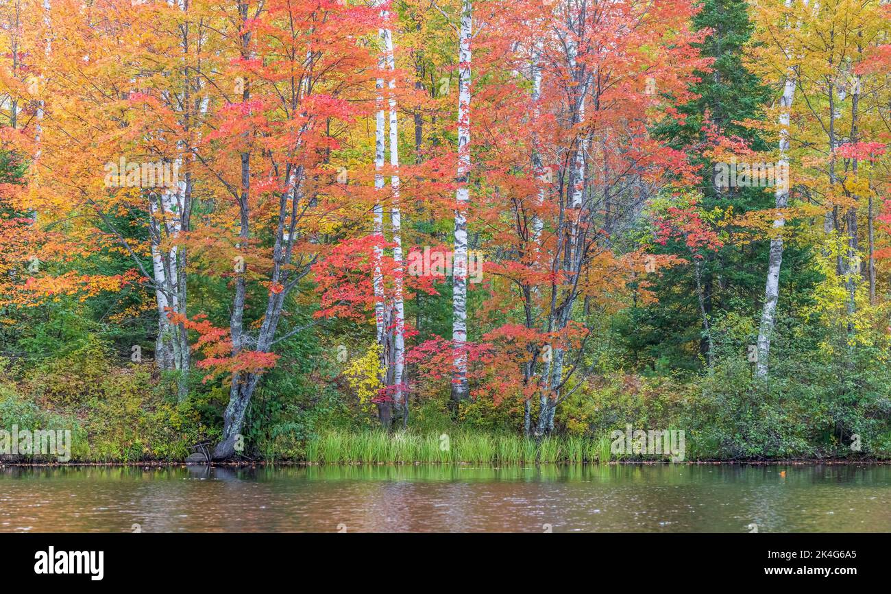 A beautiful autumn scene on the east fork of the Chippewa River in northern Wisconsin. Stock Photo