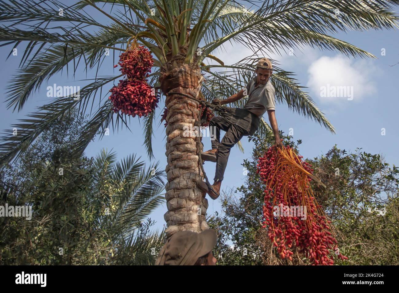 Palestinian Farming Gaza, Palestine. 02nd Oct, 2022. A Palestinian farmer harvests dates on ...