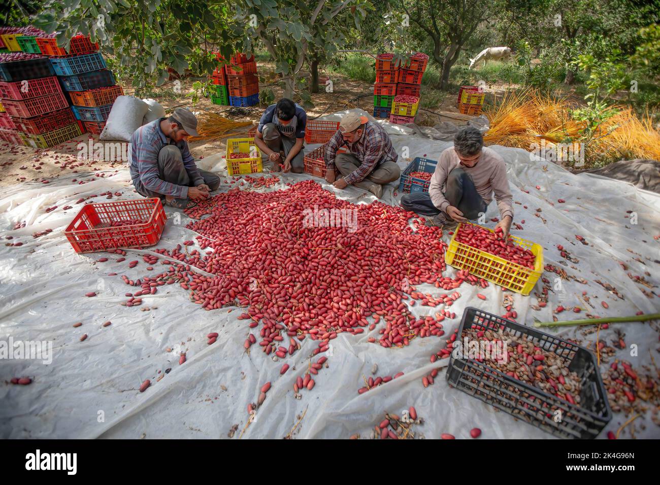 Palestinian Farming Gaza, Palestine. 2nd Oct, 2022. Palestinian farmers sort dates on a ...