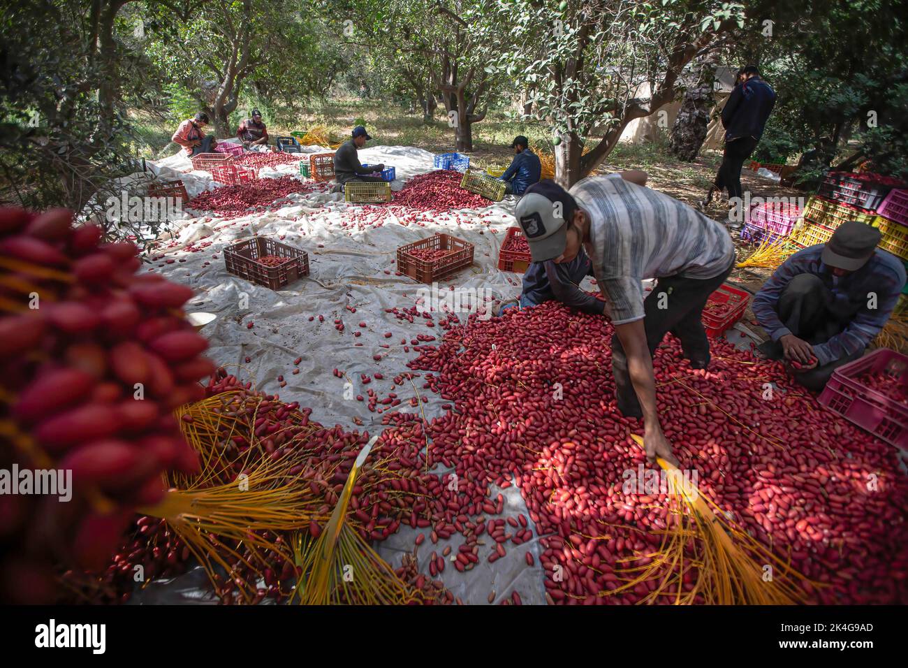 Palestinian Farming Gaza, Palestine. 2nd Oct, 2022. Palestinian farmers sort dates on a ...