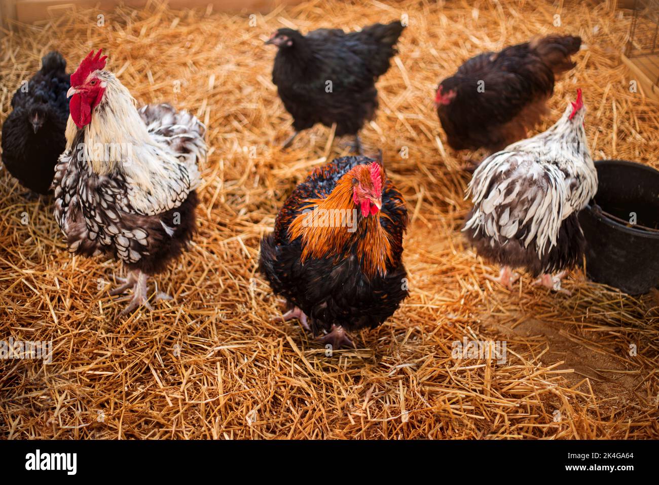 Chickens in a barn on straw. Poultry breeding and farming Stock Photo