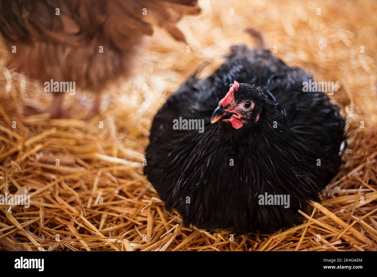 Chickens in a barn on straw. Poultry breeding and farming Stock Photo Alamy