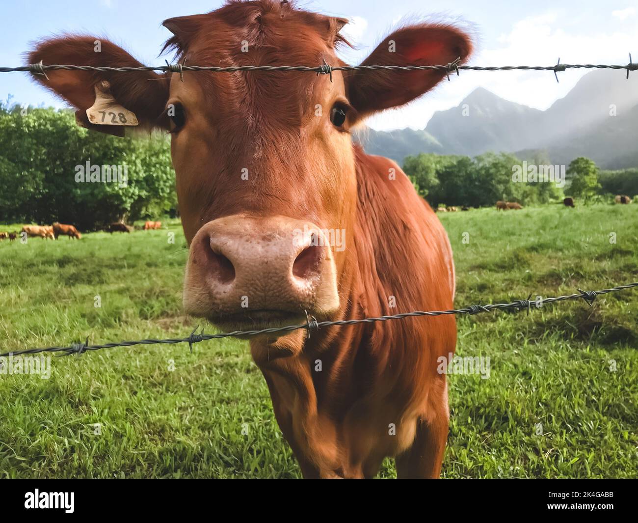 Brown cows looking at the camera closeup. Green pasture in the middle of a countryside landscape, idyllic and peaceful. Grass field during the summer time. Eco farm animals, ecology milk production Stock Photo