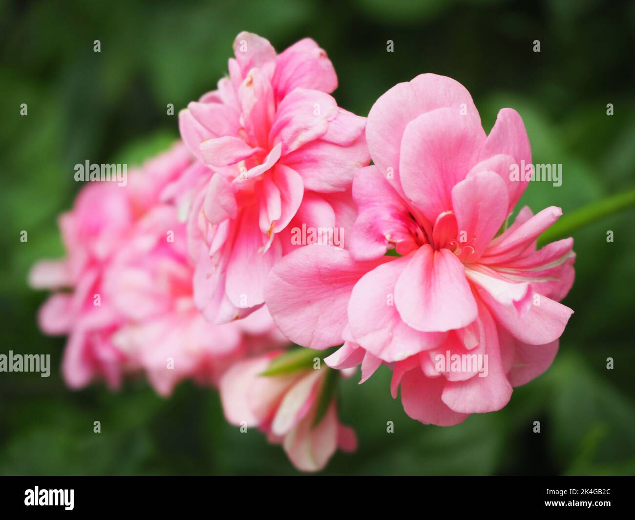 Closeup of pink flower petals in Flower Dome, Gardens by the Bay