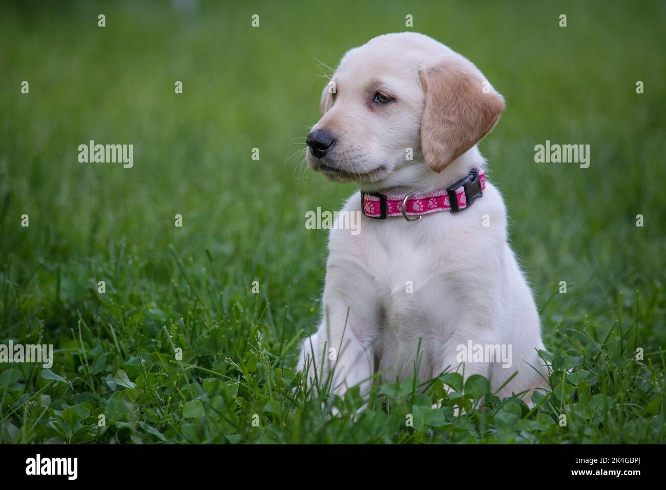 Adorable 8 week old labrador retriever puppy with pink collar Stock Photo