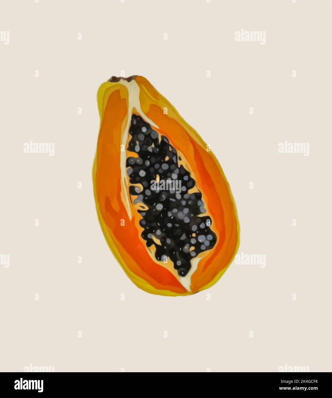 Ripe papaya with seeds. Vector illustration. Stock Vector