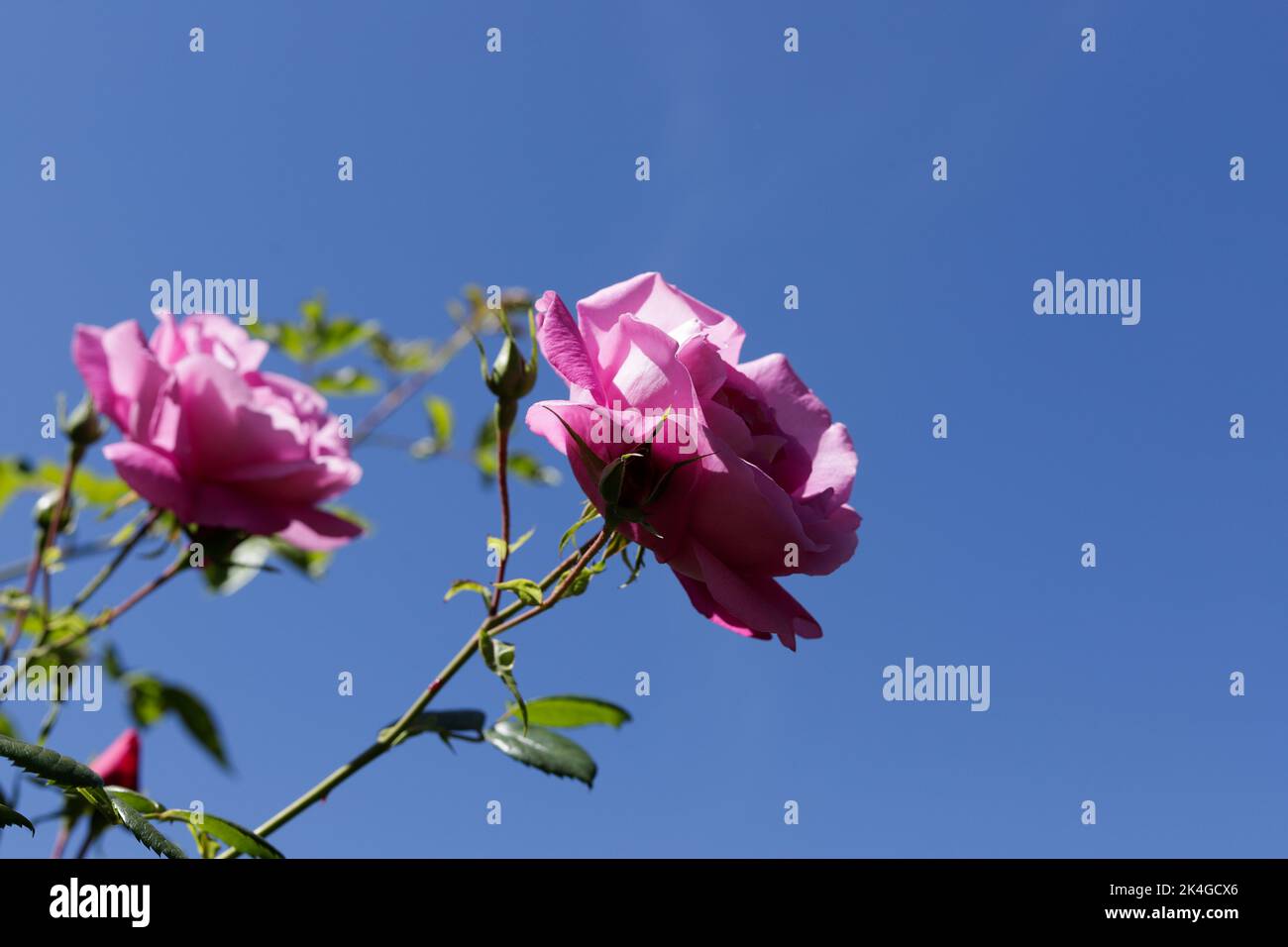 pink roses in blue sky with copy space Stock Photo