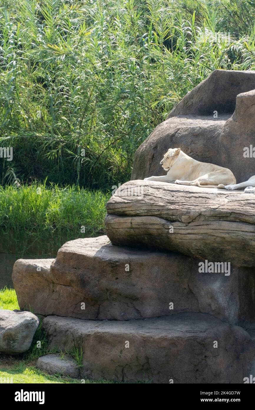Panthera leo krugeri white lionesses resting on large stones, three white lionesses, mexico Stock Photo