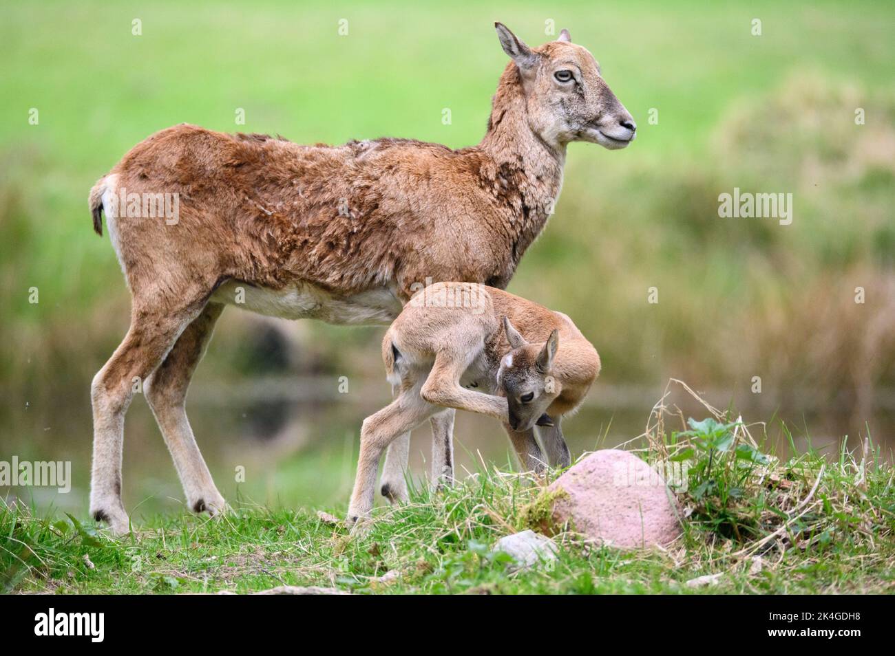 Hamburg, Germany. 07th May, 2022. A ewe and her lamb of the European mouflon (Ovis gmelini musimon) in their enclosure at the Klövensteen Game Reserve. Credit: Jonas Walzberg/dpa/Alamy Live News Stock Photo