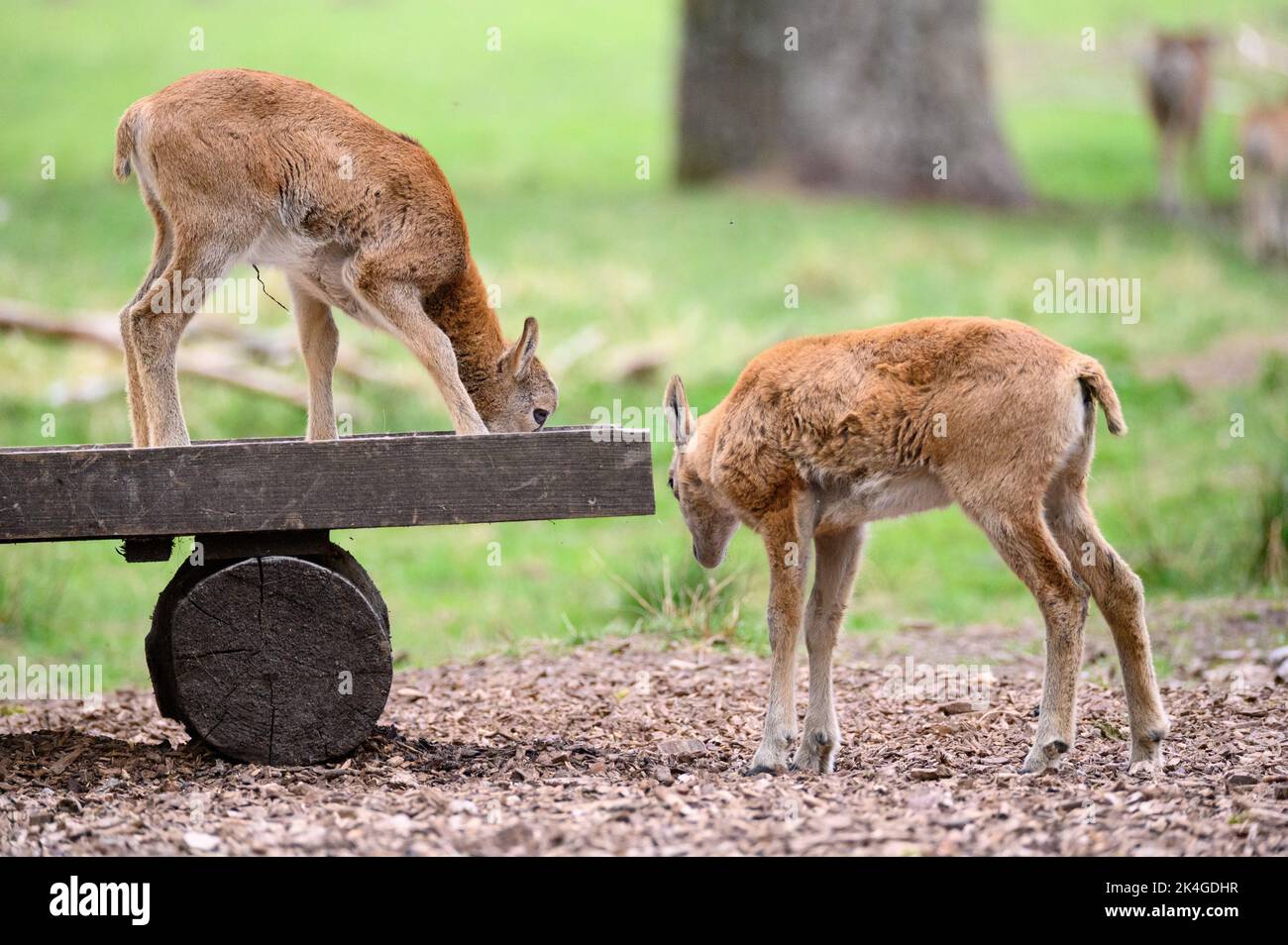 Hamburg, Germany. 07th May, 2022. Lambs of the European mouflon (Ovis gmelini musimon) at the feeding trough in their enclosure in the Klövensteen Game Reserve. Credit: Jonas Walzberg/dpa/Alamy Live News Stock Photo