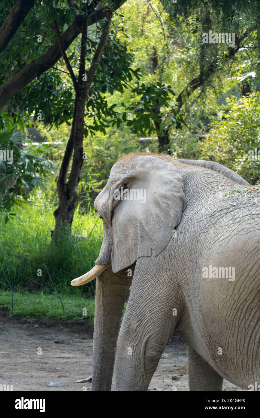 elephant on its back walking in the field, in the background there is vegetation mexico Stock Photo