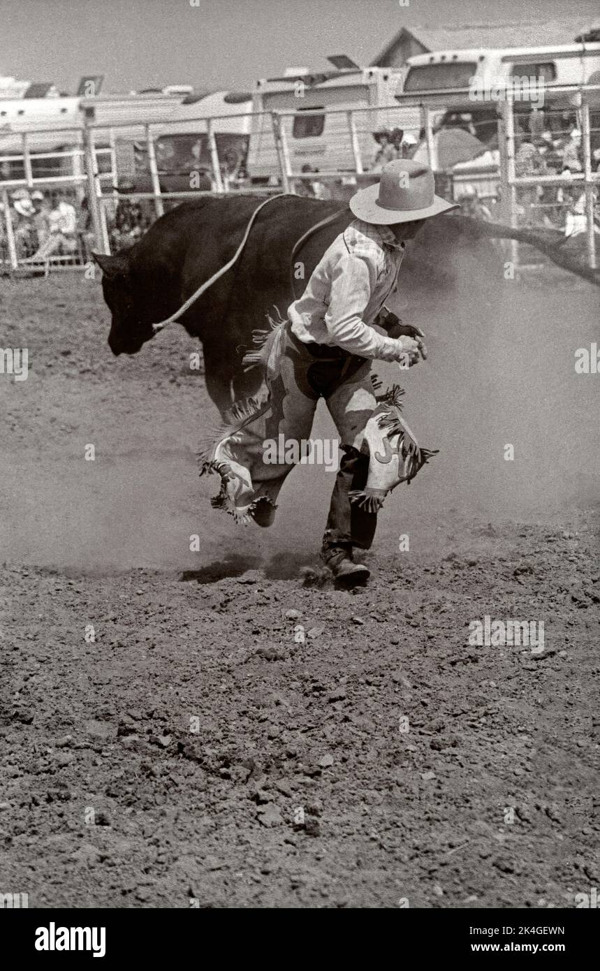 Bull riding event at the Rockyford rodeo circa 1981. Alberta Canada Stock Photo Alamy