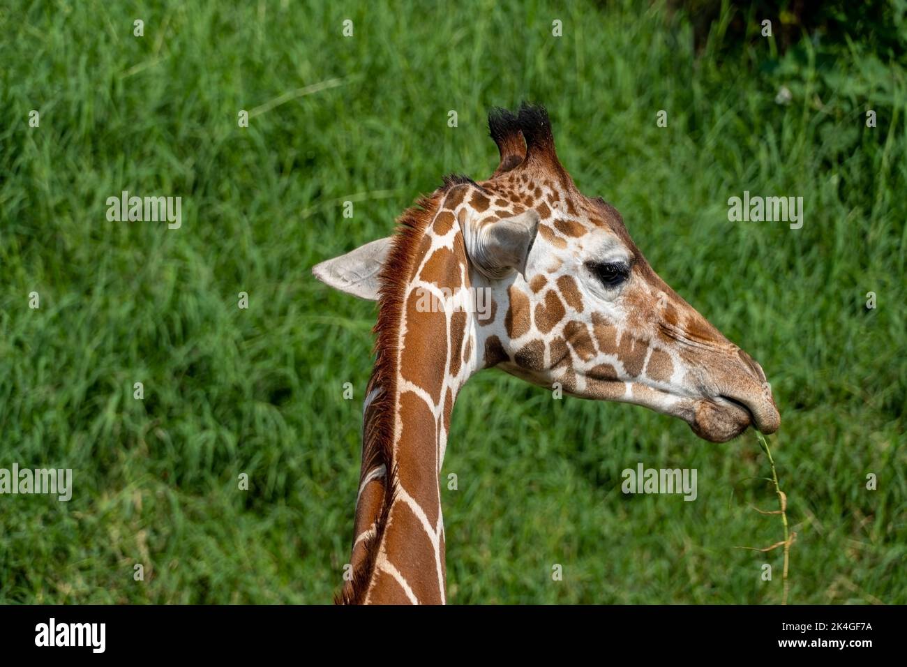 Giraffa camelopardalis reticulata giraffe's head, resting in the field, mexico Stock Photo