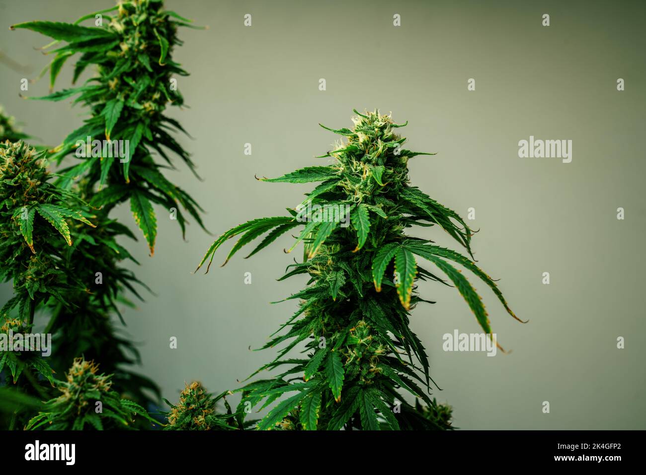 Closeup garden of cannabis plants with gratifying full grown buds ready