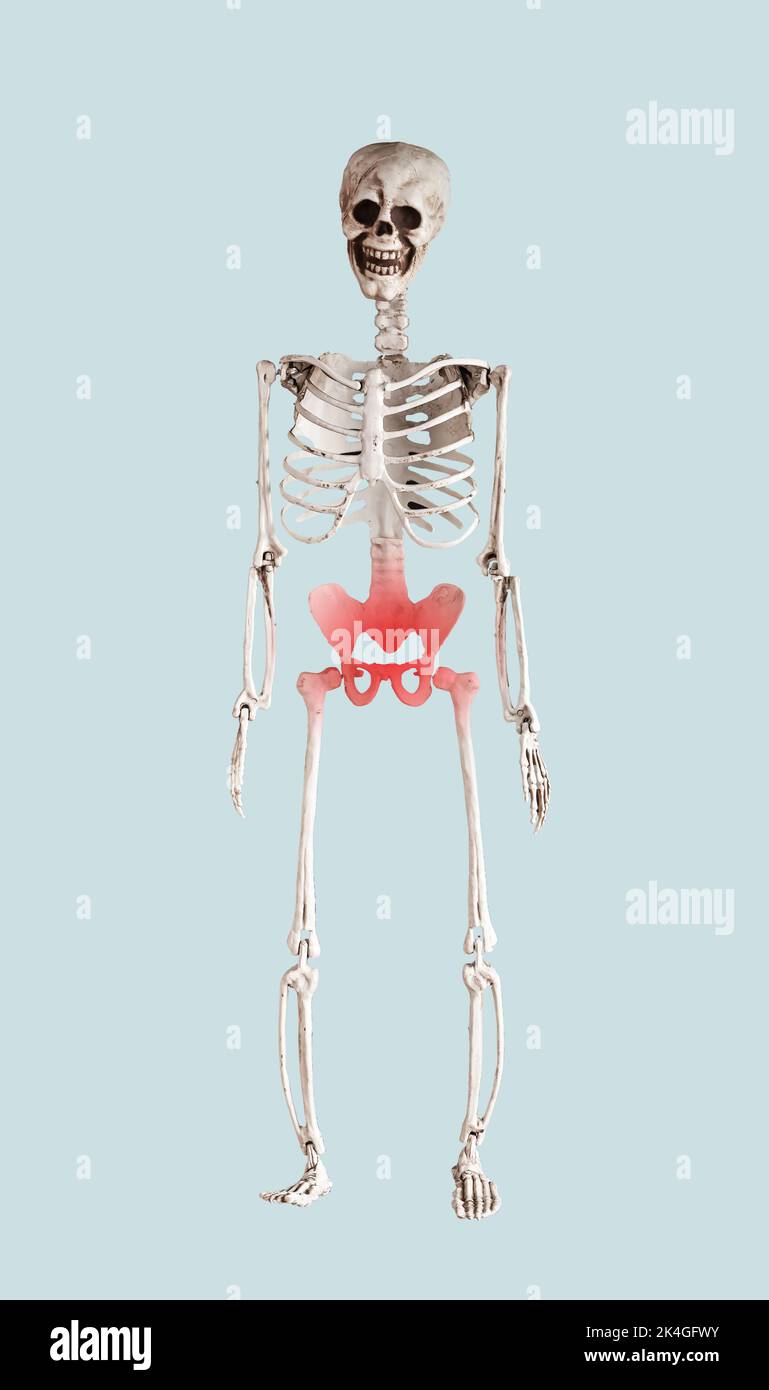 Skeleton with pelvis, pelvic bone pain, inflammation, trauma. High quality photo Stock Photo