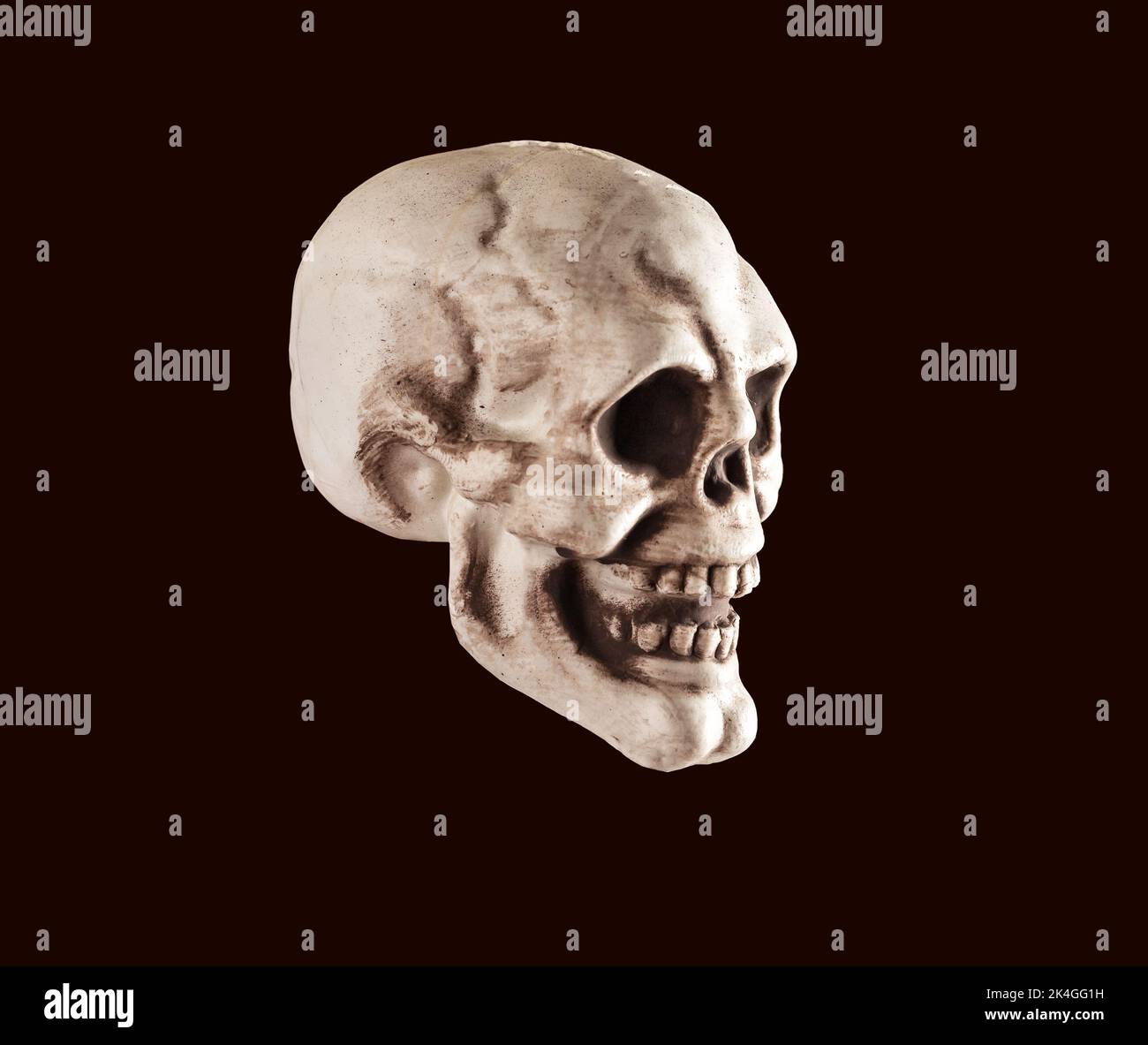 Real skull, human head bone, dead face on black background. High quality photo Stock Photo