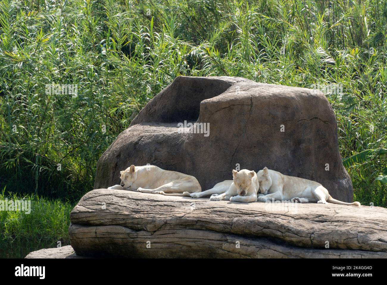 Panthera leo krugeri white lionesses resting on large stones, three white lionesses, mexico Stock Photo