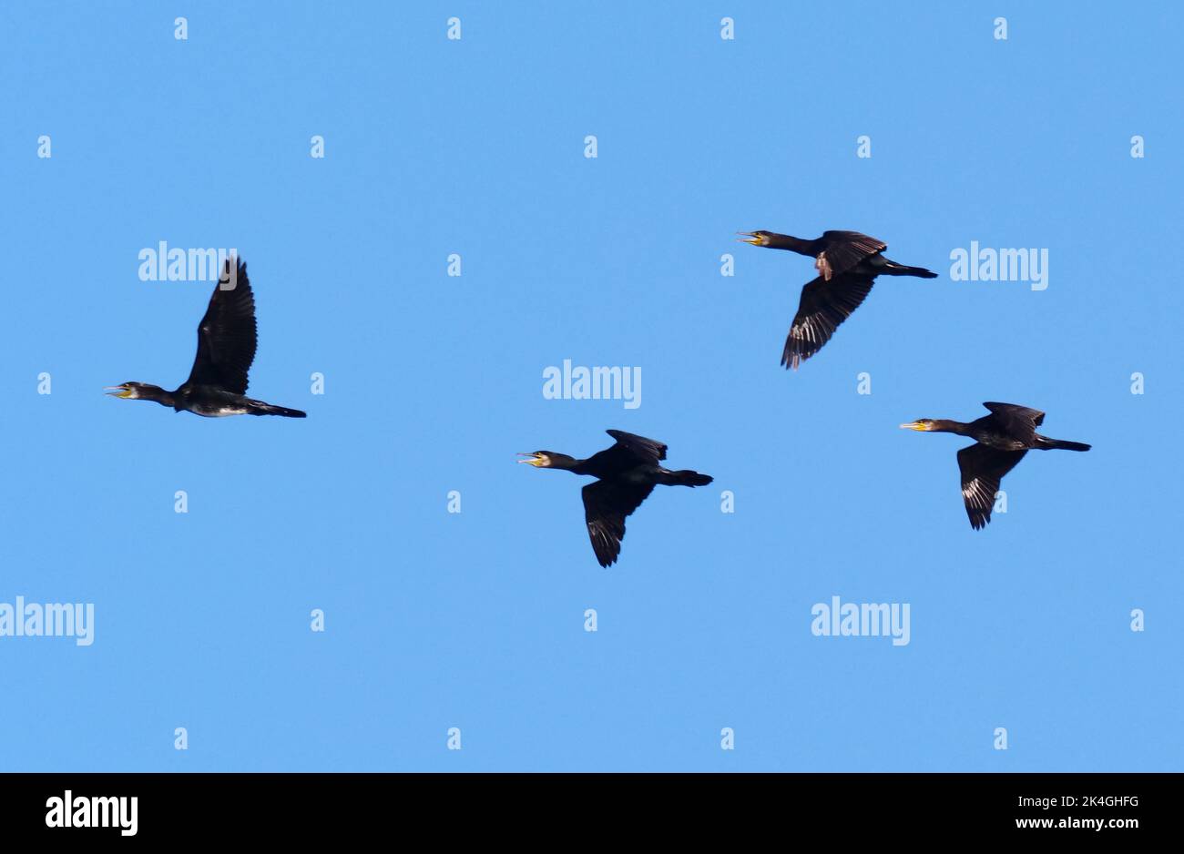Kappeln, Germany. 12th Aug, 2022. 12.08.2022, Kappeln. Cormorants (Phalacrocorax carbo) fly in the sky above the Schlei near Kappeln. Credit: Wolfram Steinberg/dpa Credit: Wolfram Steinberg/dpa/Alamy Live News Stock Photo