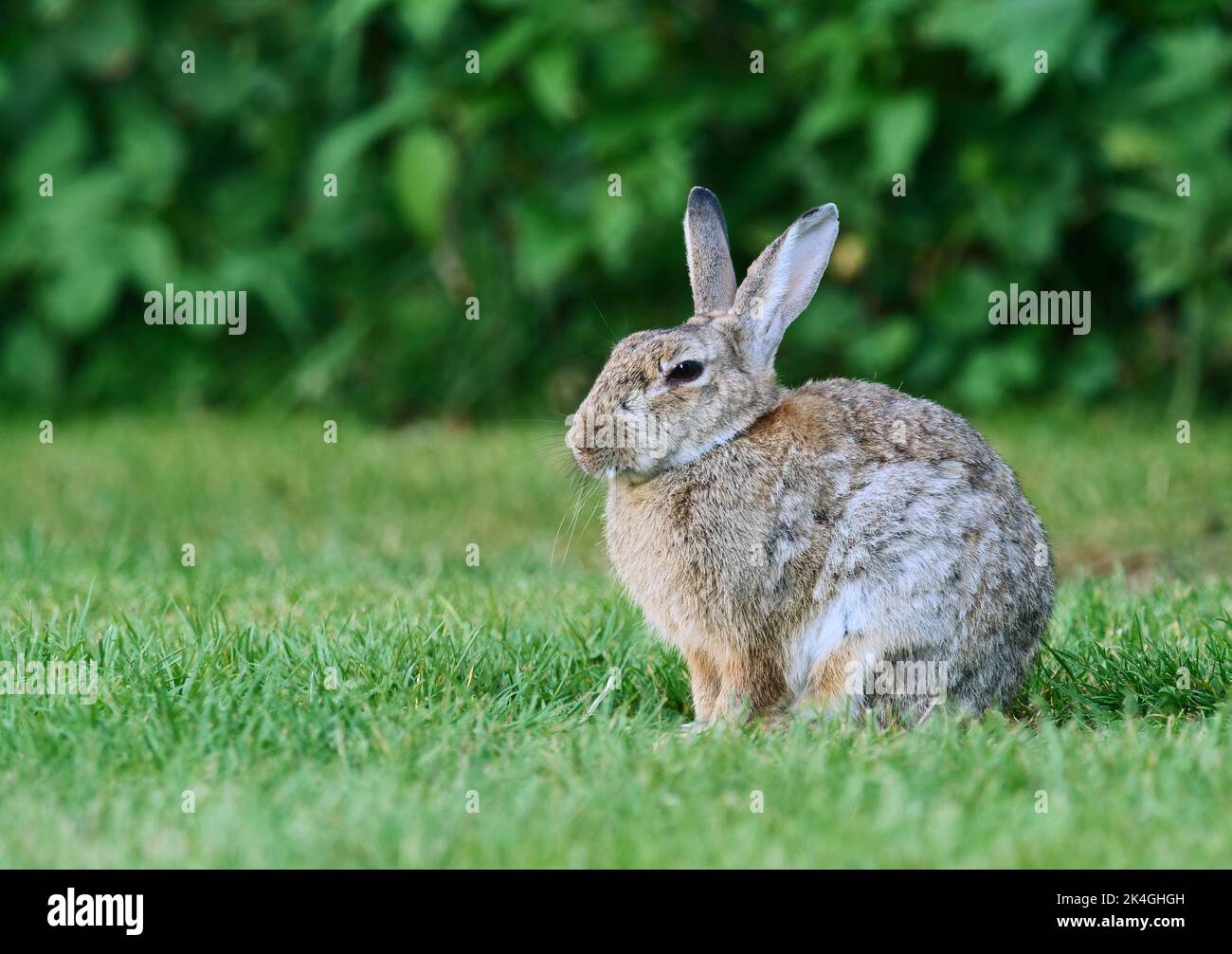 Kappeln, Germany. 11th Aug, 2022. 11.08.2022, Kappeln. A rabbit (Oryctolagus cuniculus) sits in a meadow in front of a hedge near Kappeln in the evening twilight. Credit: Wolfram Steinberg/dpa Credit: Wolfram Steinberg/dpa/Alamy Live News Stock Photo