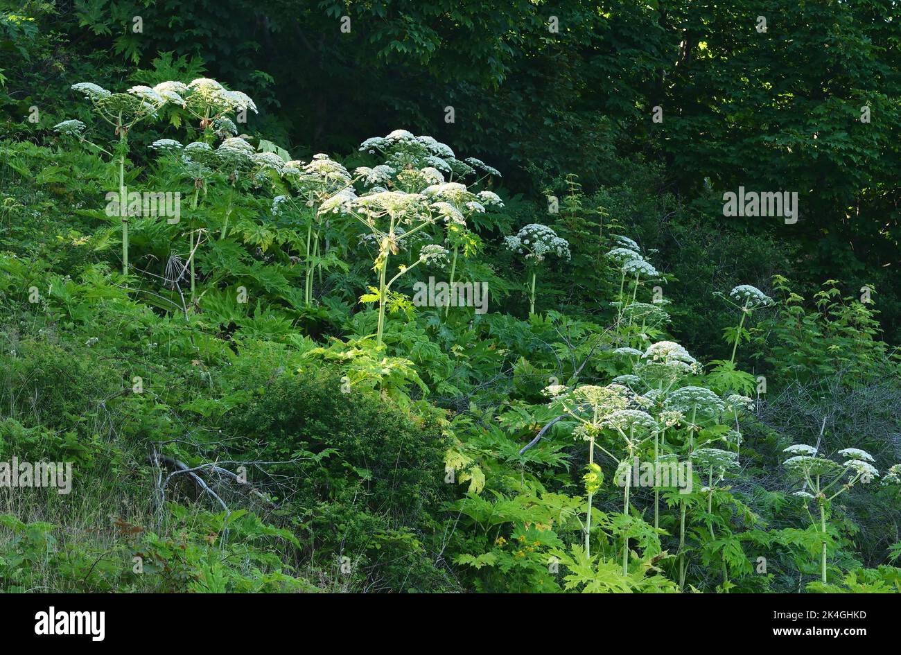 Kap Arkona, Germany. 28th June, 2021. 07.08.2022. Cape Arkona on Ruegen. Not far from Cape Arkona on Ruegen grows giant hogweed (Heracleum mantegazzianum), also called Hercules perennial. The plant can cause severe phototoxic reactions in humans. Responsible are the furanocoumarins contained in the plant, which react in connection with sunlight. This can result in burns, wounds and even severe circulatory shock. Credit: Wolfram Steinberg/dpa Credit: Wolfram Steinberg/dpa/Alamy Live News Stock Photo