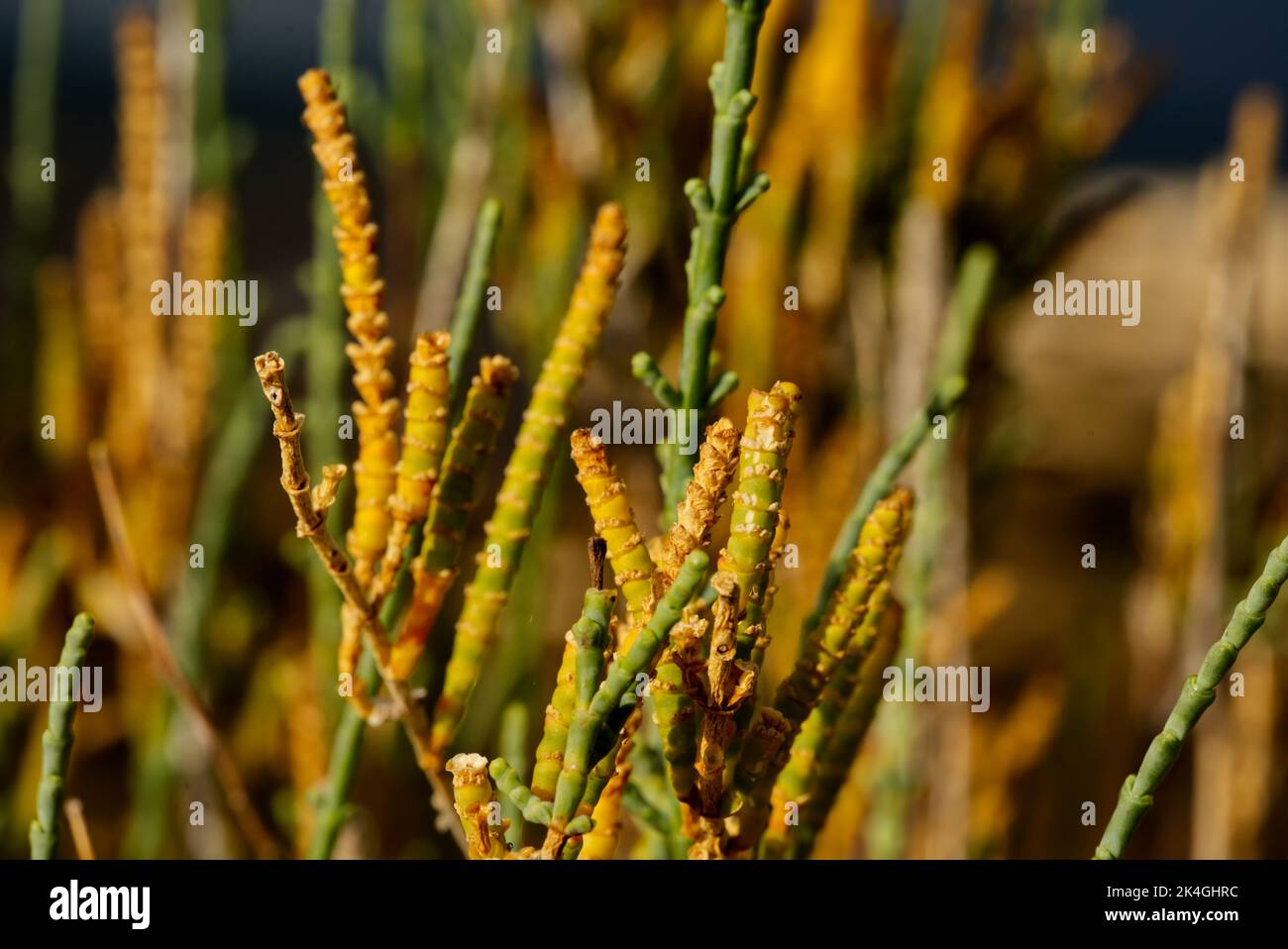 A closeup shot of Sarcocornia growing in a field Stock Photo