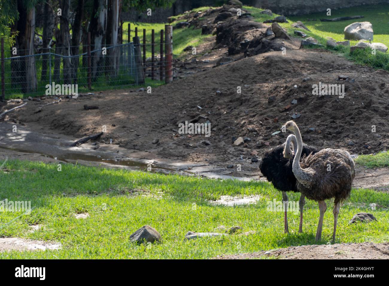 Struthio camelus two ostriches, looking for food on the hill inside the zoo, guadalajara mexico Stock Photo