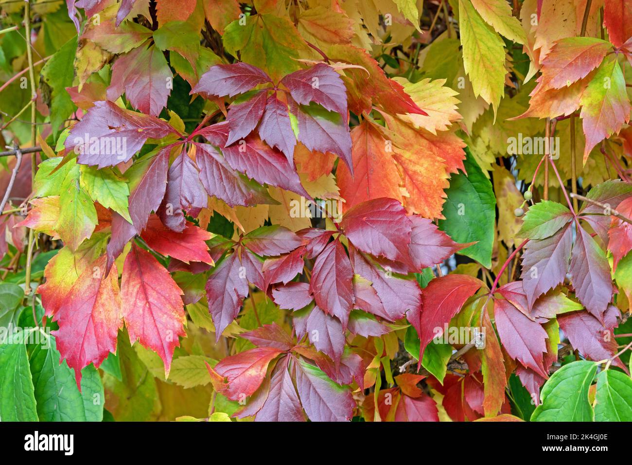 Colorful leaves of girlish grapes or Virginia creeper, Parthenocissus quinquefolia. Natural colors of autumn. Stock Photo