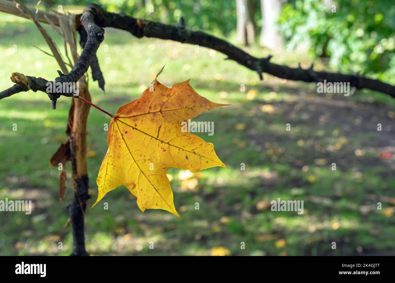A lone maple leaf on a tree branch in an autumn park. Stock Photo