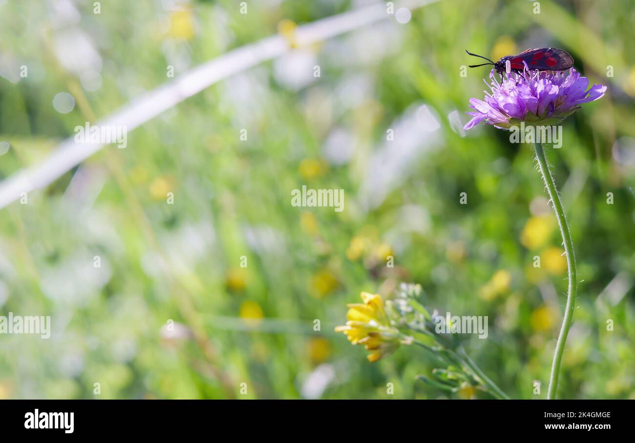 Postcard summer. A bug on a wildflower. Meadow flower in the grass. Stock Photo