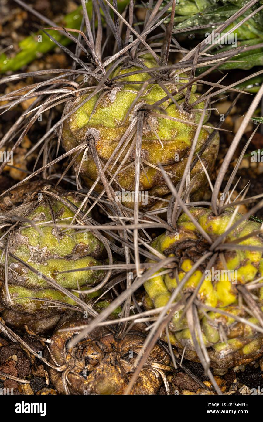 Spines of a Tephrocactus (Tephrocactus aoracanthus) Stock Photo