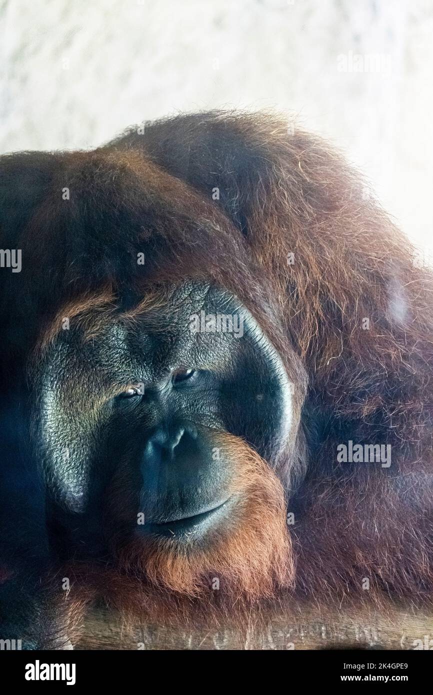 Pongo pygmaeus orangutan lying leaning on a glass, with a sad look, zoo, mexico Stock Photo