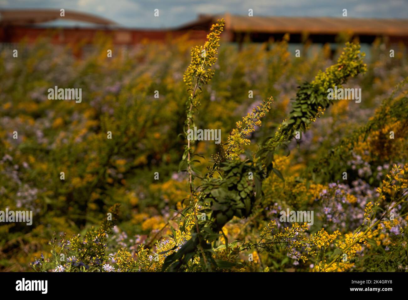 detail of autumn colors in wildflower garden along Chicago lakefront Stock Photo
