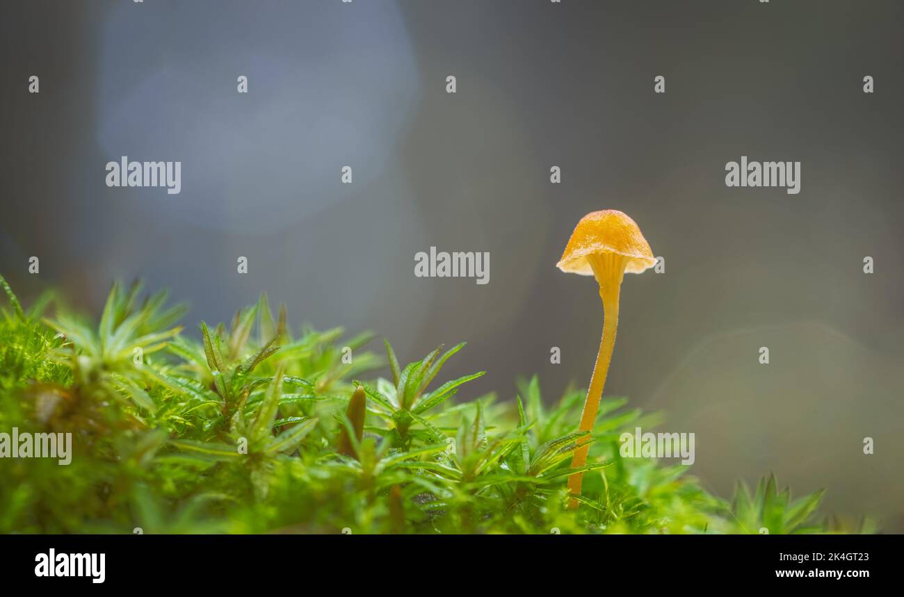 A vibrant little mushroom with empty space for text Stock Photo