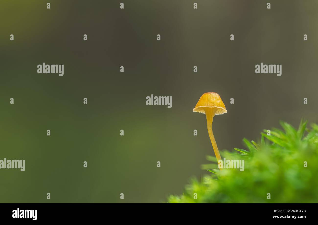 A vibrant little mushroom with empty space for text Stock Photo