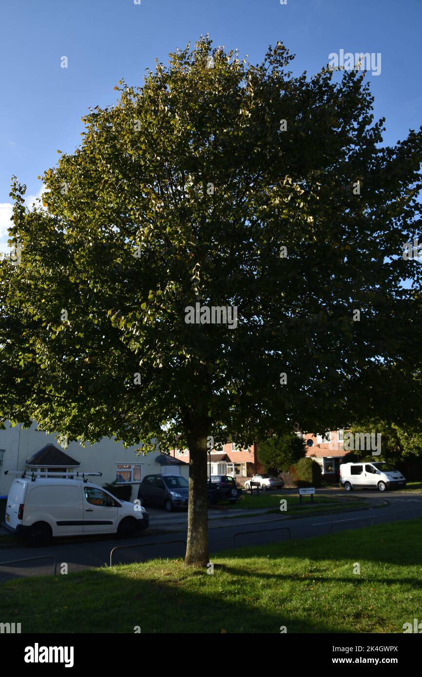 A Tree In Worcester Place, Not Damaged By Drought Stock Photo