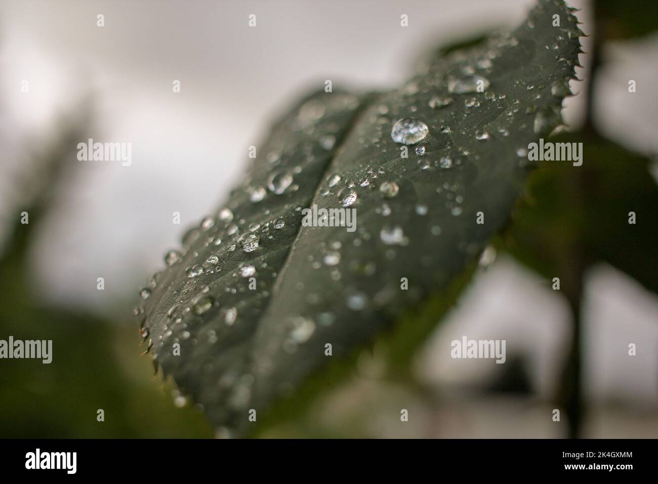 the rain left drops of water on the leaves Stock Photo
