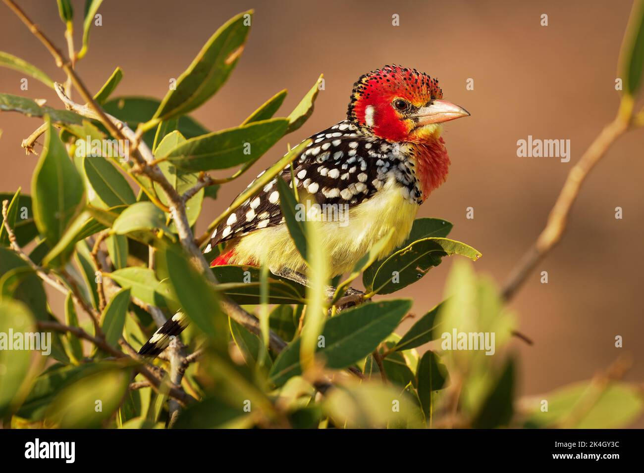 Red-and-yellow Barbet Trachyphonus erythrocephalus species of African barbet found in eastern Africa, omnivorous, feeds on seeds, fruit and invertebra Stock Photo