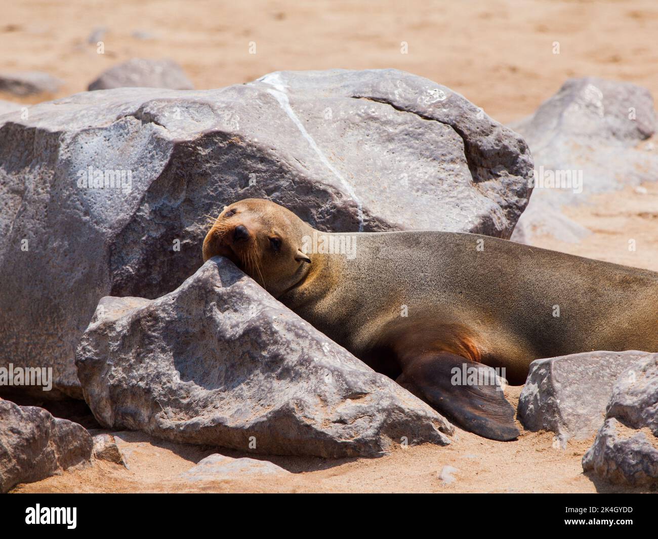 Brown Fur Seal (Arctocephalus pusillus) Stock Photo
