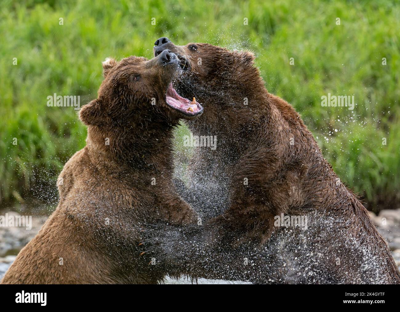 Two adult Alaskan brown locked in an intense battle along a shallow creek Stock Photo