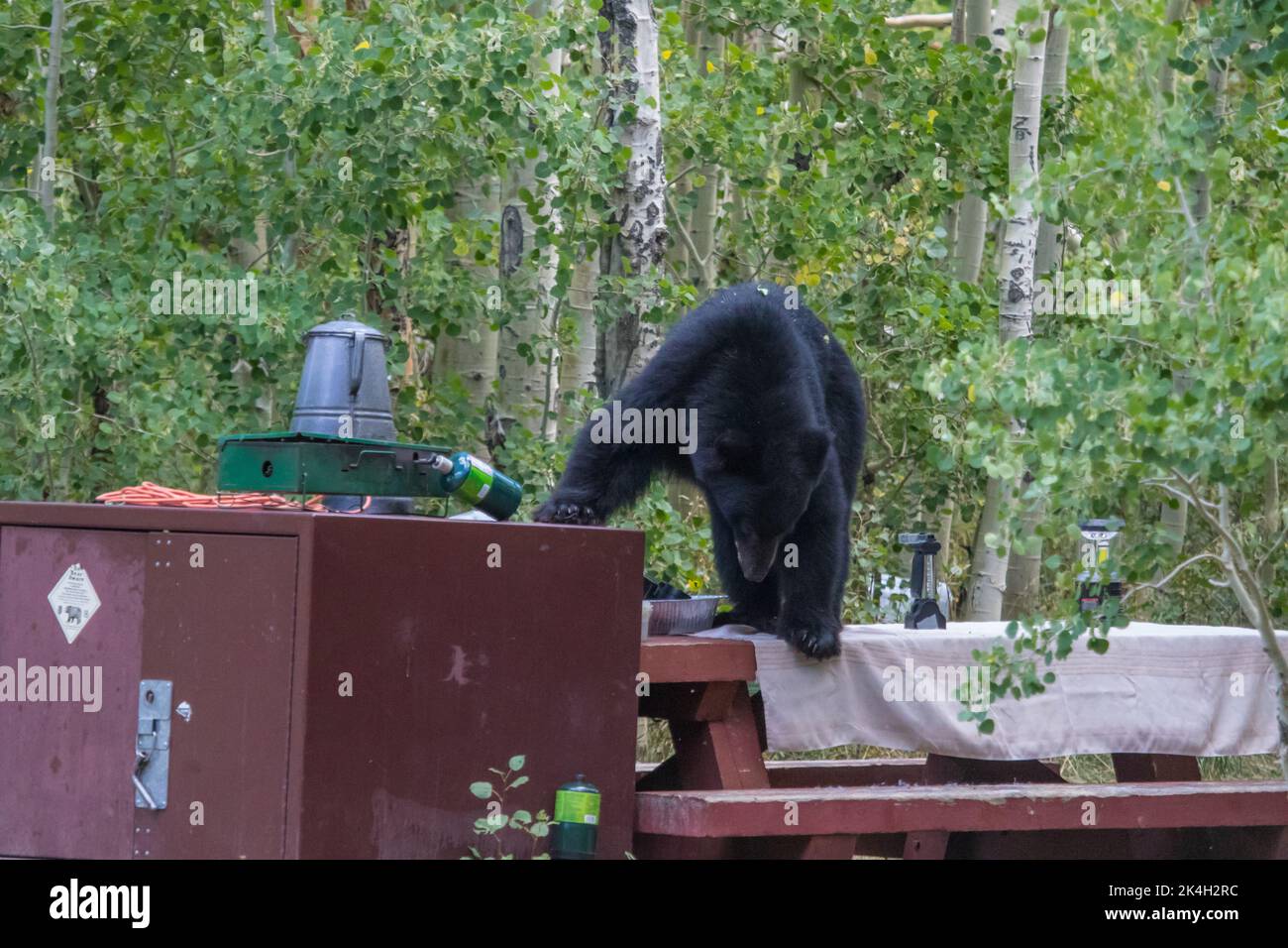 Wild  California black bear scavenging through a Campground looking for any food left out of any bear boxes. Inyo National forest, California. USA Stock Photo