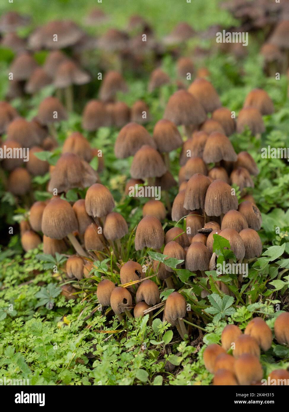 Ground fungus hi-res stock photography and images - Alamy