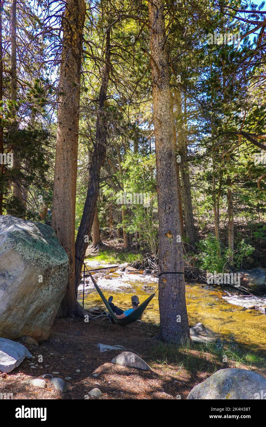 Woman in a hammock suspended between 2 trees alongside rock creek in the Inyo National forest, California ; USA Stock Photo