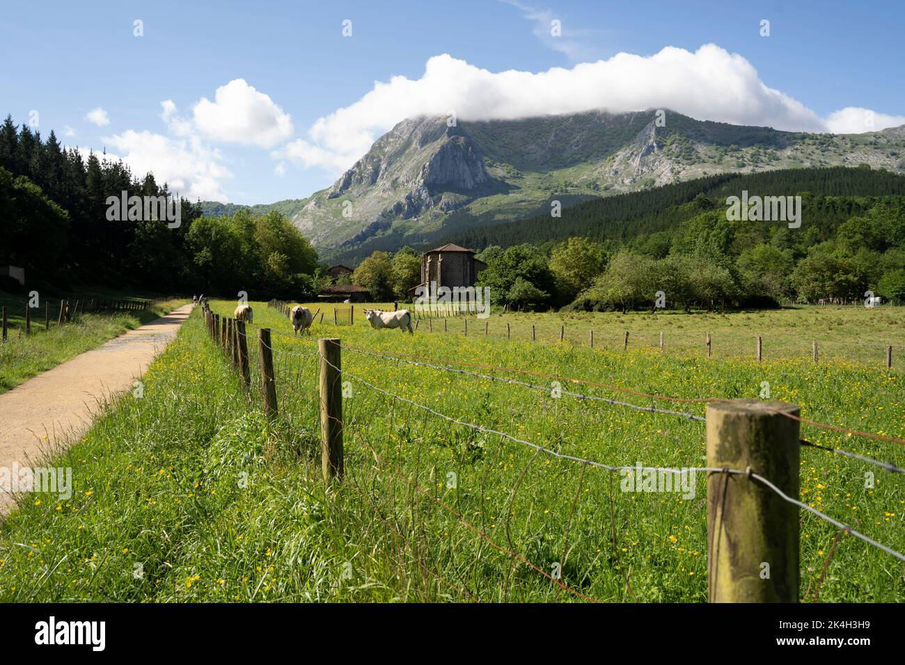 cows pacing beneath the mountains, in the green fields of the Basque Country Stock Photo