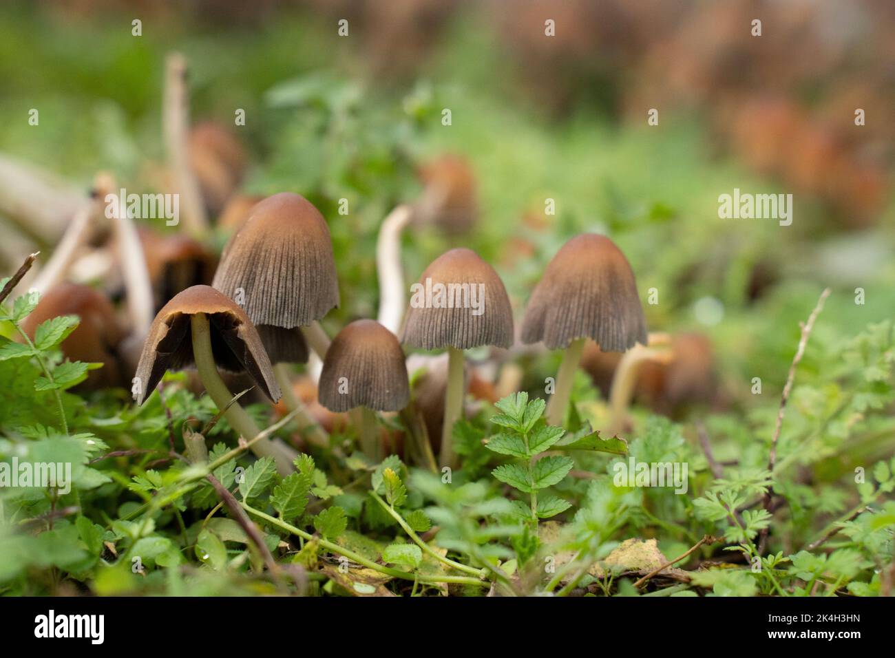 group of brown fungus growing from the ground Stock Photo - Alamy