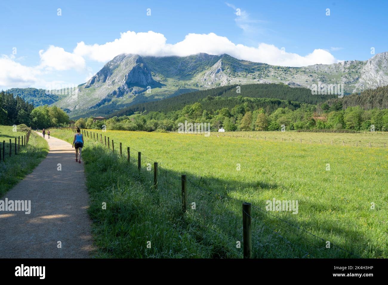 cows pacing beneath the mountains, in the green fields of the Basque Country Stock Photo