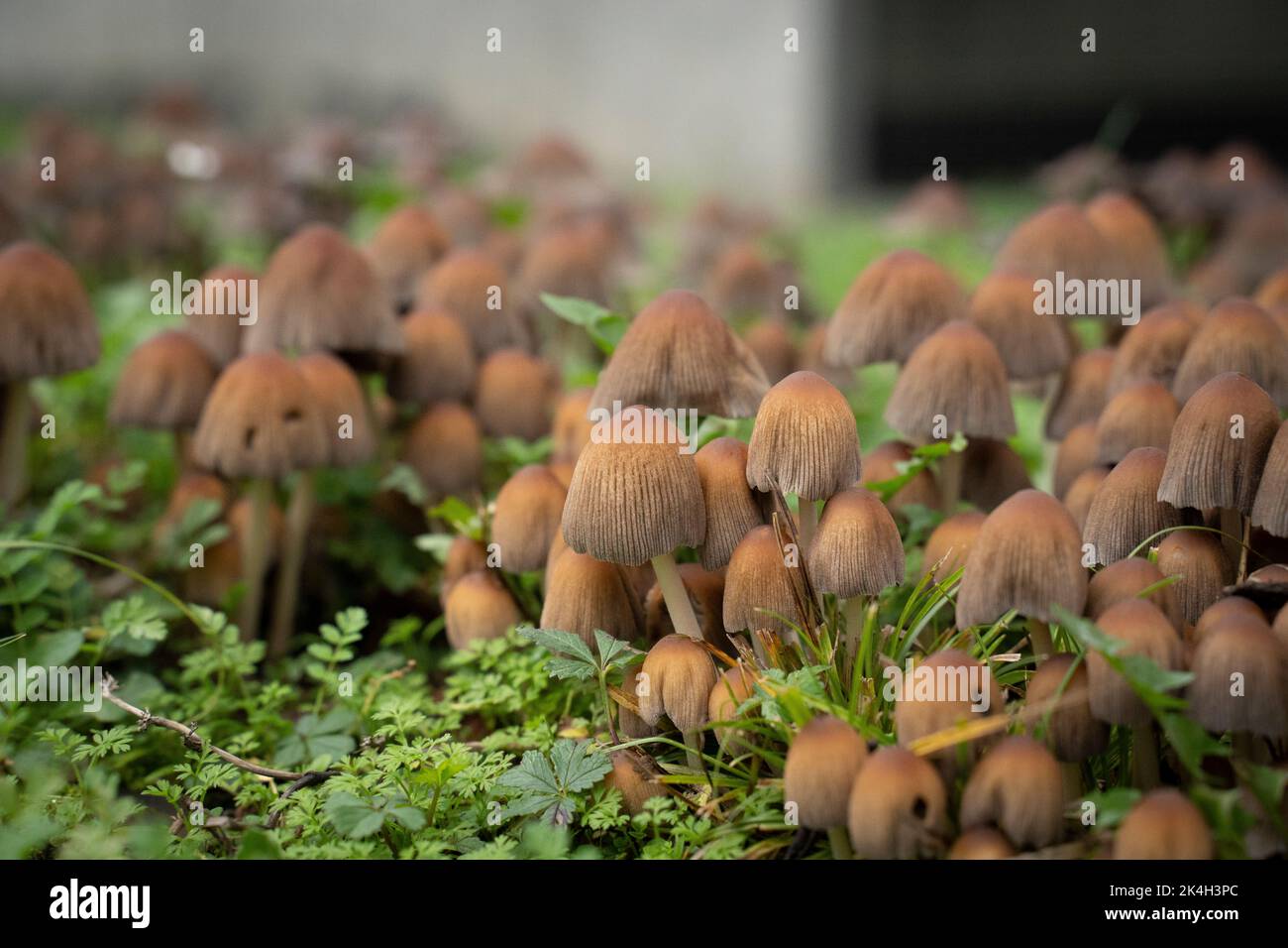 group of brown fungus growing from the ground Stock Photo - Alamy