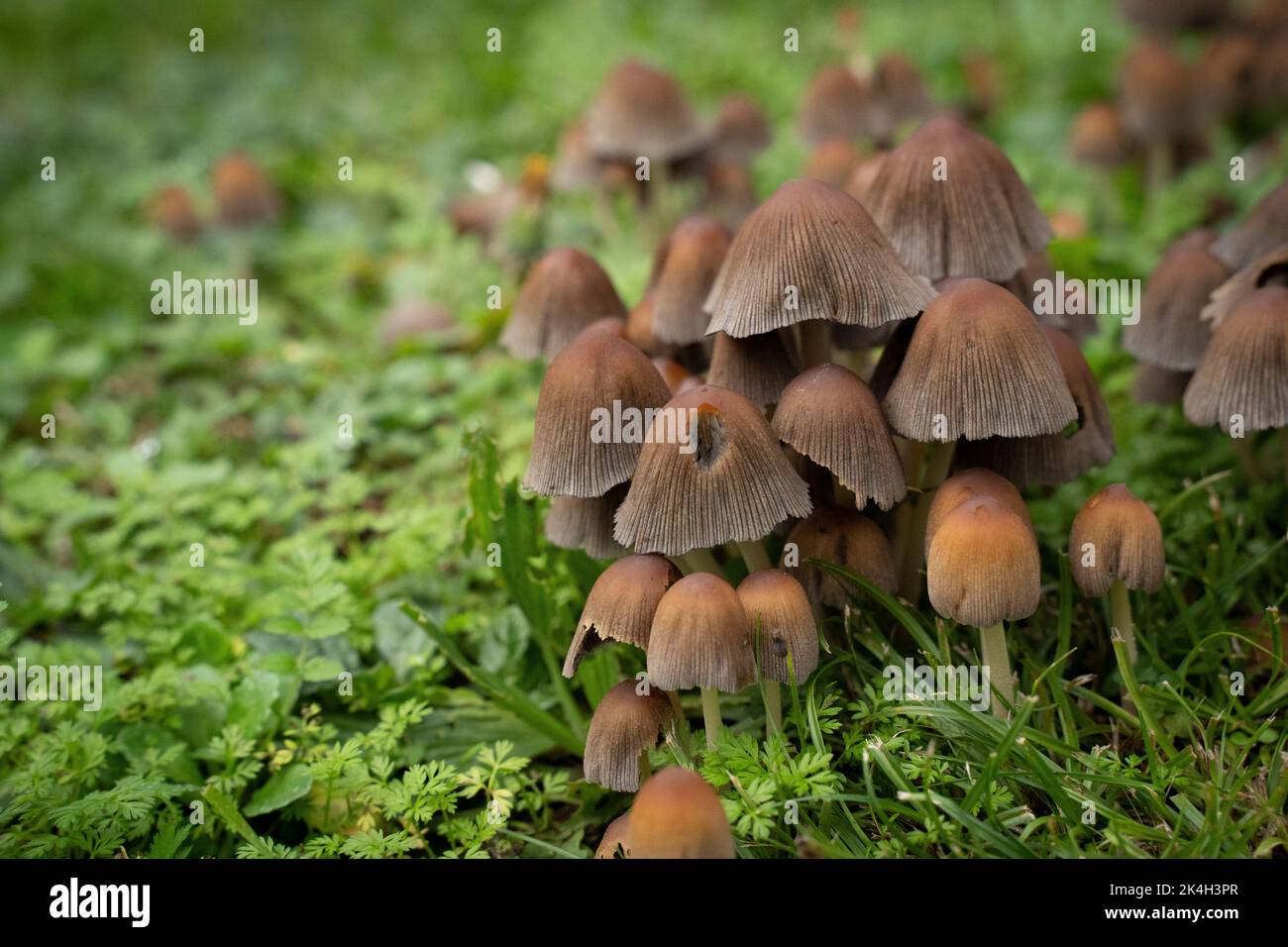 group of brown fungus growing from the ground Stock Photo - Alamy
